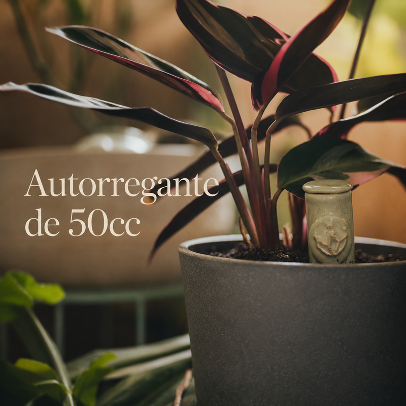 Autorregante 50cc