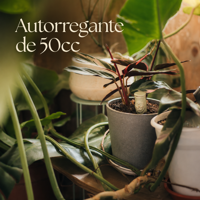 Pack de 3 autorregantes de 50cc
