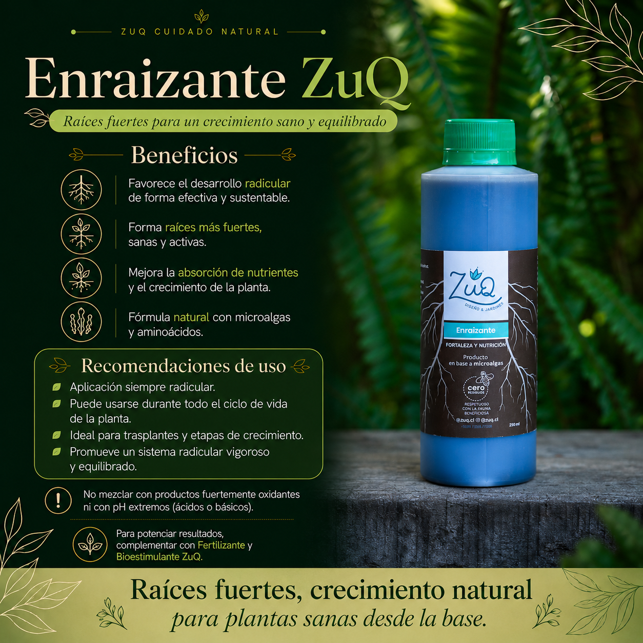 Enraizantes