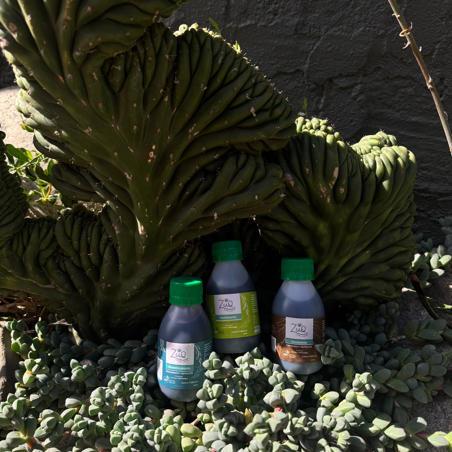 💚 Pack Crecimiento Vital